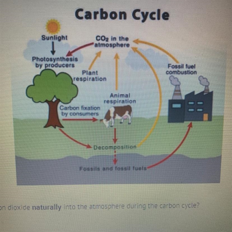 Which process emits carbon dioxide naturally into the atmosphere during the carbon-example-1