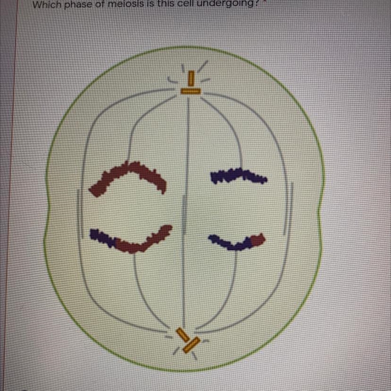 Which phase of meiosis is this cell undergoing?"-example-1