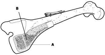 What is the name and function of the structure indicated by A?-example-1