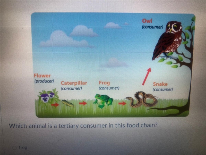 Which animal is a tertiary consumer in this food chain?-example-1