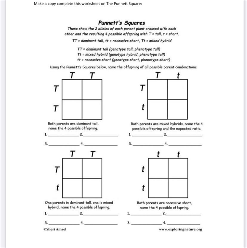 Punnet square please help it’s an emergency-example-1