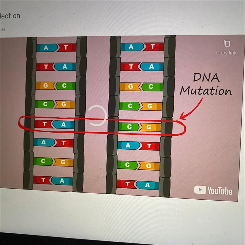 What is the usual CORRECT pairing of DNA? Look closely at the picture to figure it-example-1