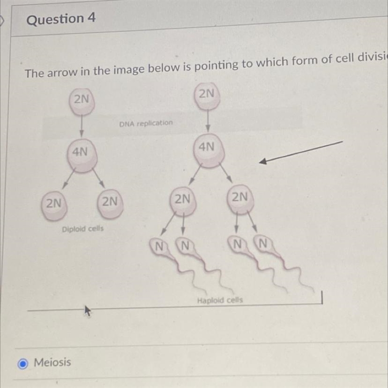 The arrow in the image below is pointing to which form of cell division? O Meiosis-example-1