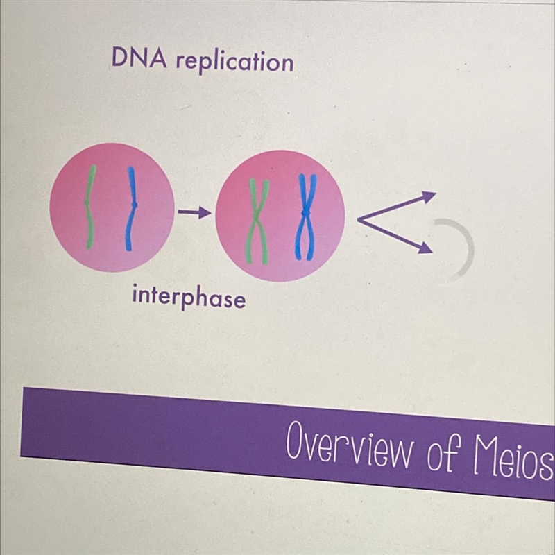 During which phase does DNA replication occur? A. Metaphase B. Anaphase C. Prophase-example-1