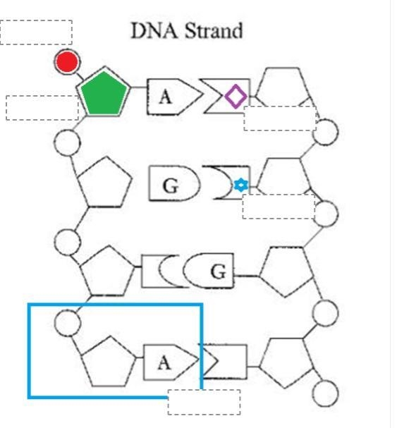 Drag and drop the labels (5) that complete this DNA structure. phosphate sugar thymine-example-1