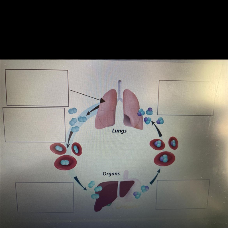 Blood cells transport carbon dioxide to the lungs Oxygen from the lungs enters the-example-1