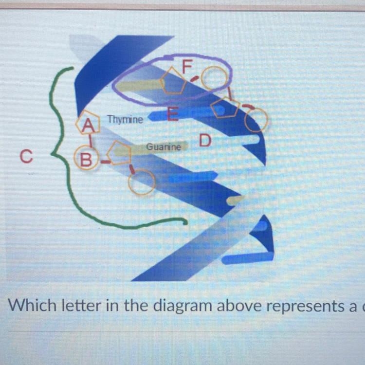 I’m so desperate pls help Which letter in the diagram above represents a complete-example-1