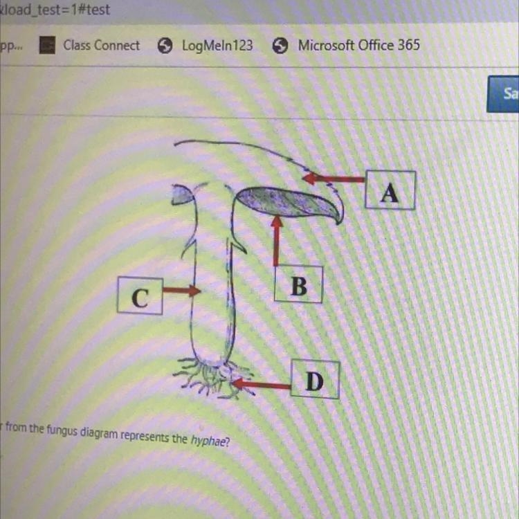 Which letter from the fungus diagram represents the hyphae? A B C D-example-1