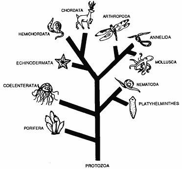 Plz plz. Base your answer on the diagram below and on your knowledge of biology. The-example-1