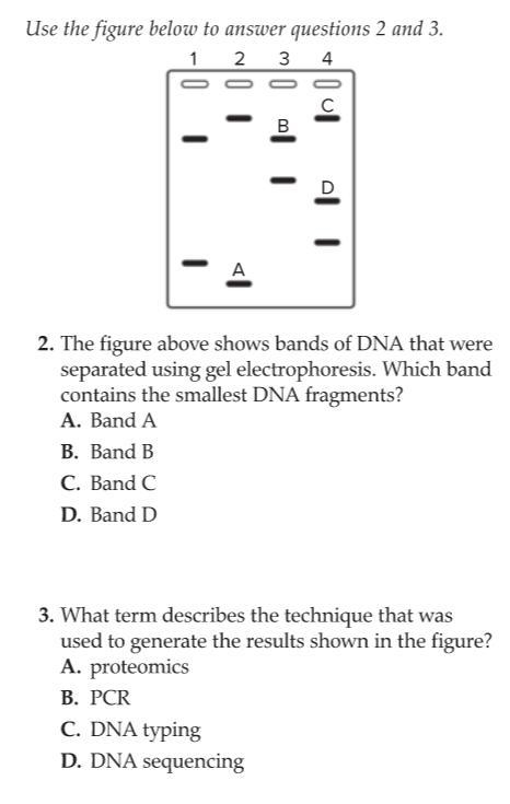 Which brand contains the smallest DNA fragments? What term describes the technique-example-1