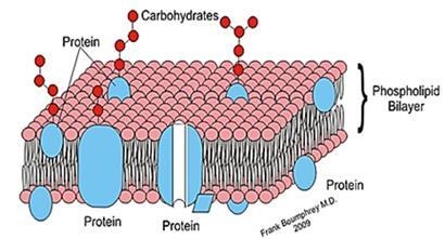 Which is a function of the structure that is represented in the image?-example-1