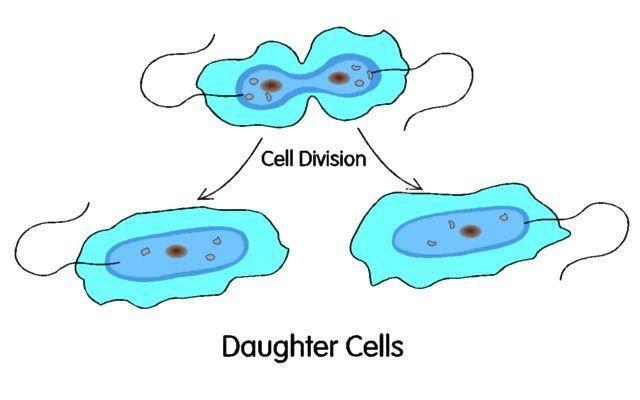 The image shown above describes which type of reproduction? A) sexual B) asexual C-example-1