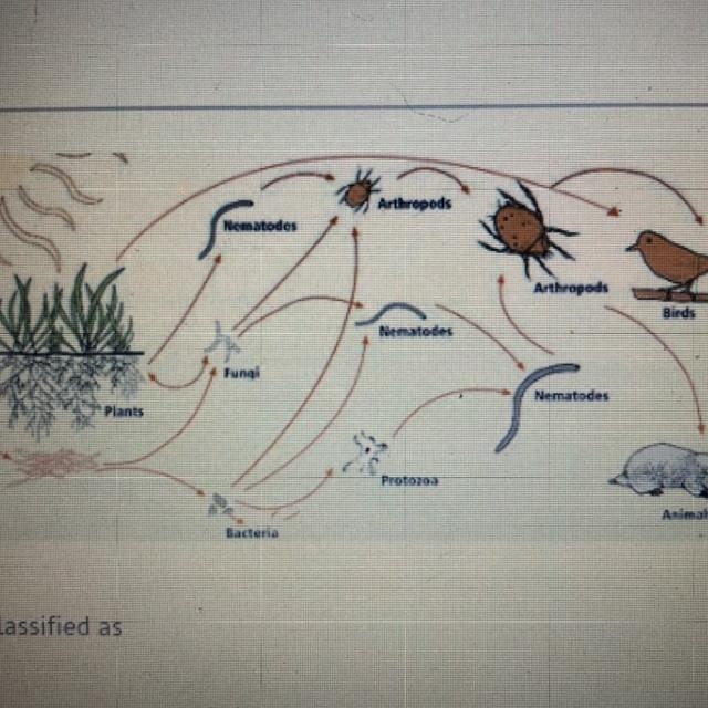 In this food web, birds would be classified as A) carnivores. B) decomposers. herbivores-example-1