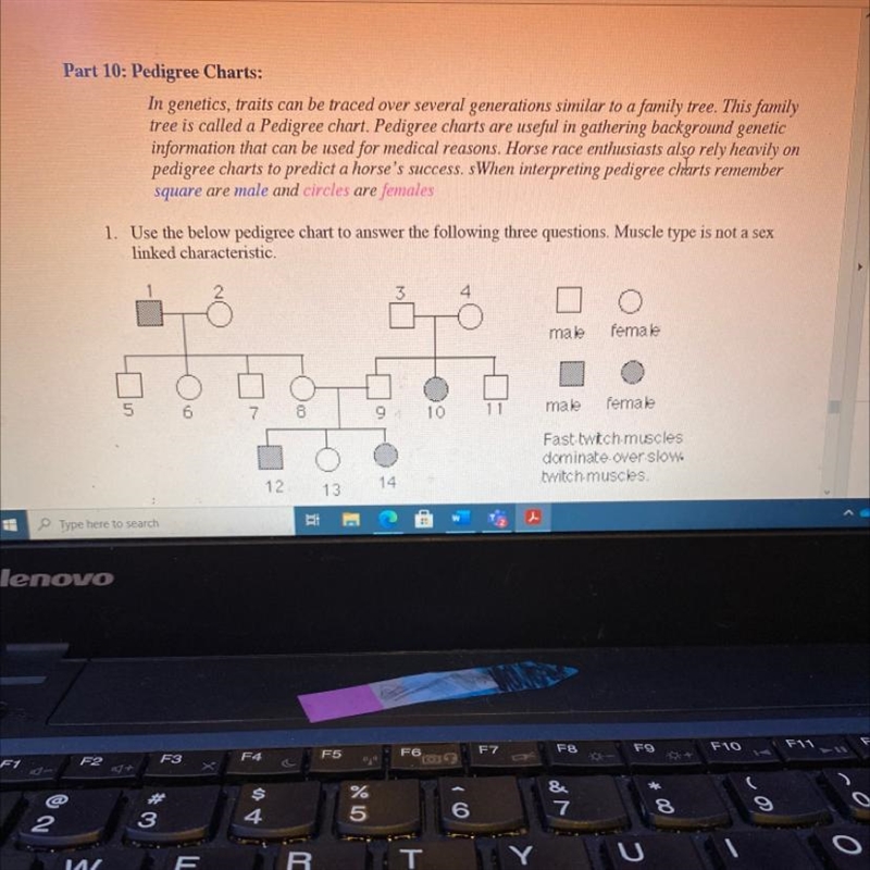 1. Use the below pedigree chart to answer the following three questions. Muscle type-example-1