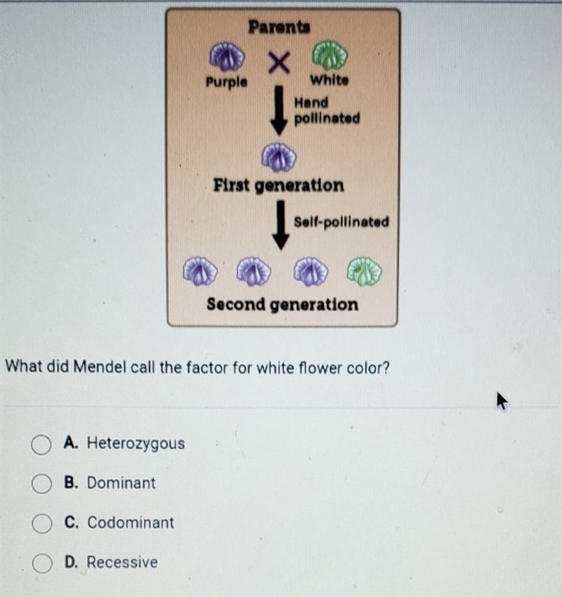 The diagram shows Mendels test for flower color he crossed a plant with white flowers-example-1