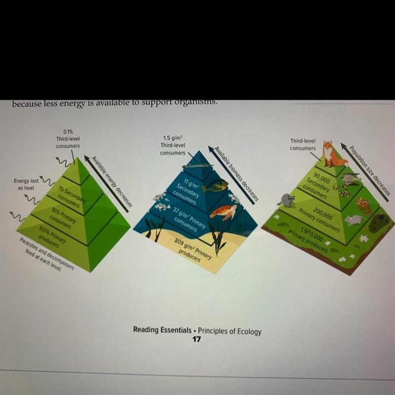 Explain What unit of mass is used on the pyramid of biomass?-example-1