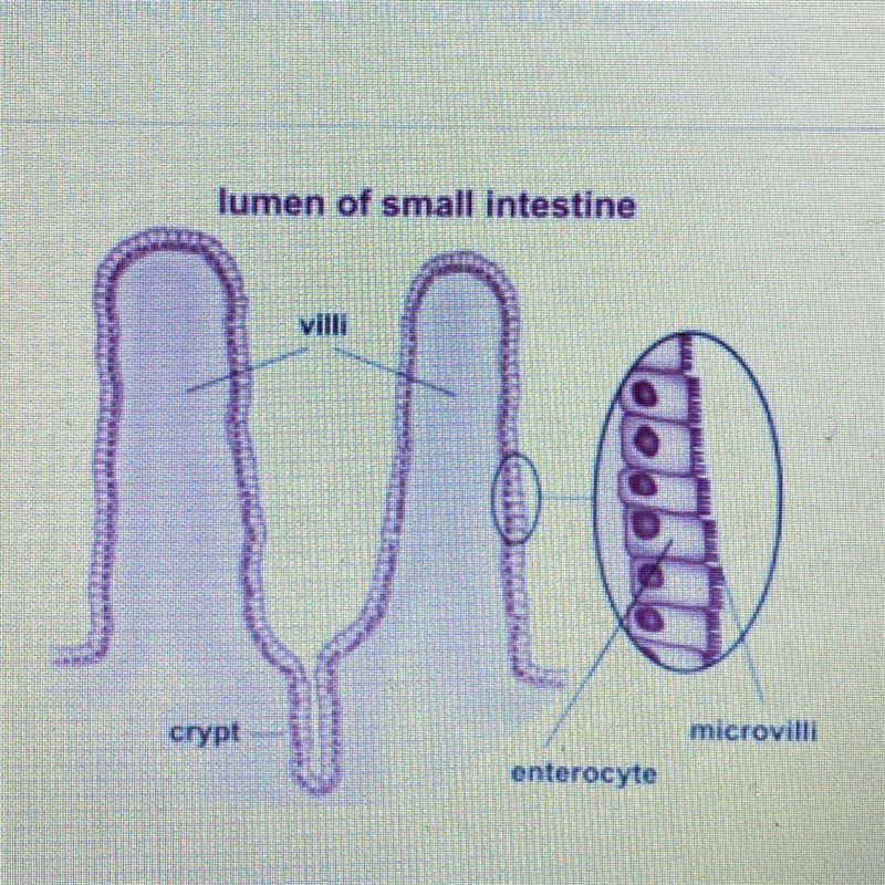 Examine the image that shows the folds in the lining of the small intestine. Which-example-1