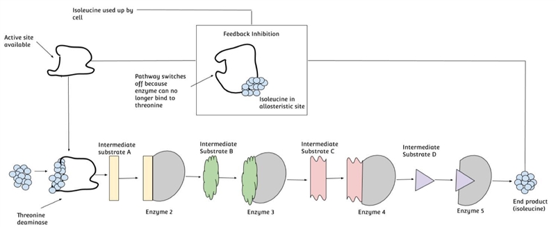 Based on the diagram above, how is isoleucine inhibiting the function of threonine-example-1