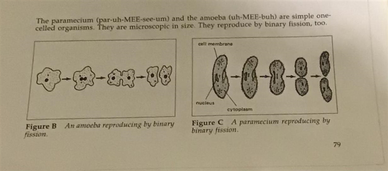 What are the three cell parts shown in figures B and C?-example-1