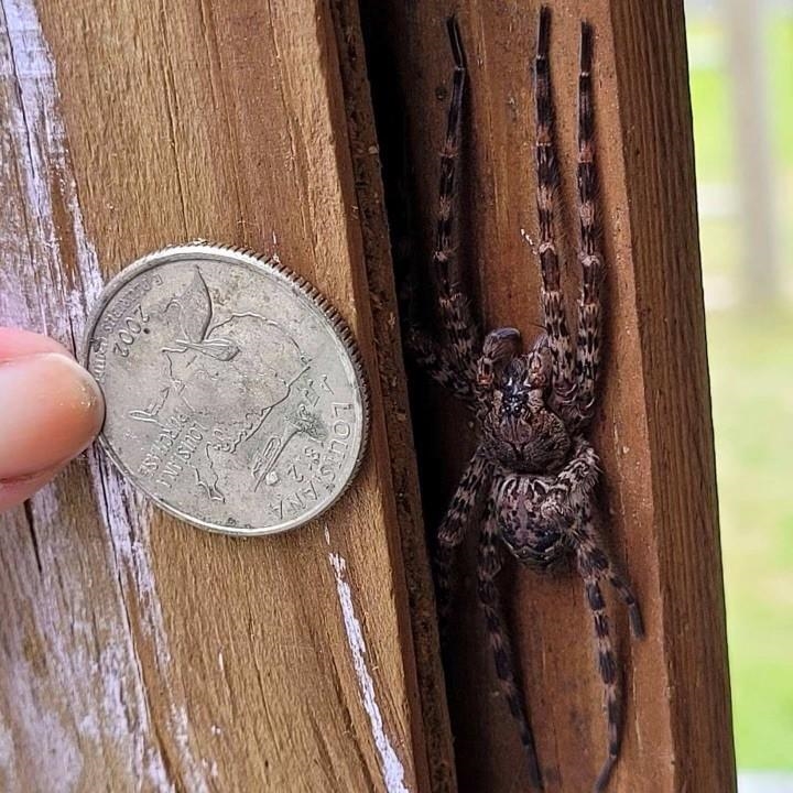 What find of spider of this kind of spider is this?-example-1