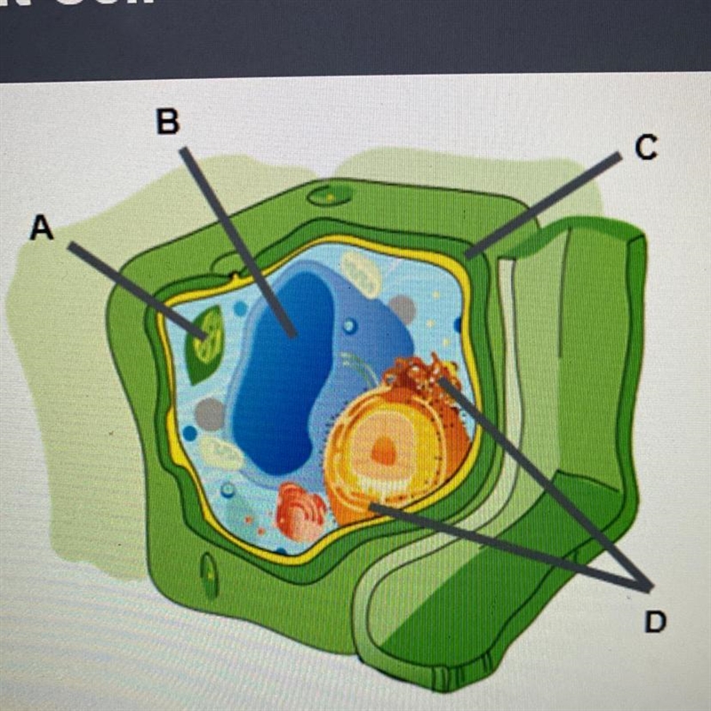 Identify the organelles in the cell. Label A Label B Label C Label D-example-1