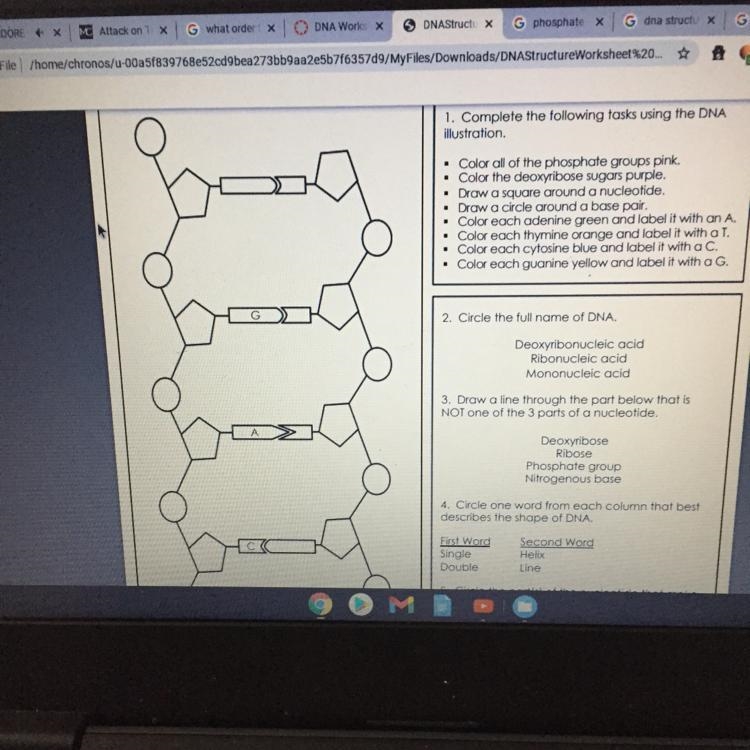 Would the circles be phosphates? If you have answers for any of the other questions-example-1