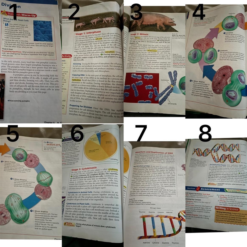 1. What events take place during the cell cycle? 2. How does the structure of DNA-example-1