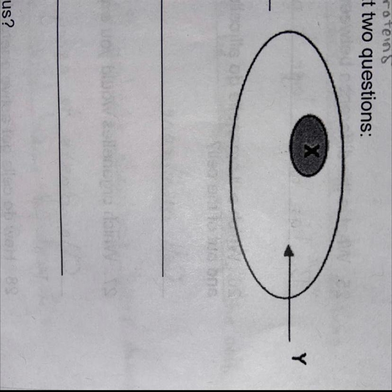 Which organelle is X? What substance is found at Y?-example-1