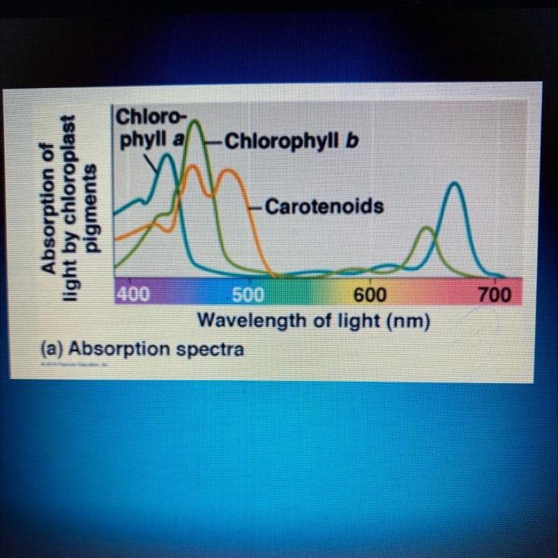 How different chlorophyll pigments absorb light at different wavelengrh and frequencies-example-1