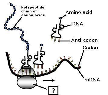 A diagram demonstrating the process of protein translation is shown below.-example-1