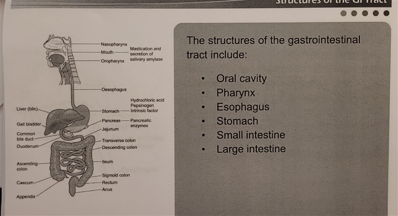 The gastrointestinal (GI) tract begins at the mouth and extends to which of the following-example-2