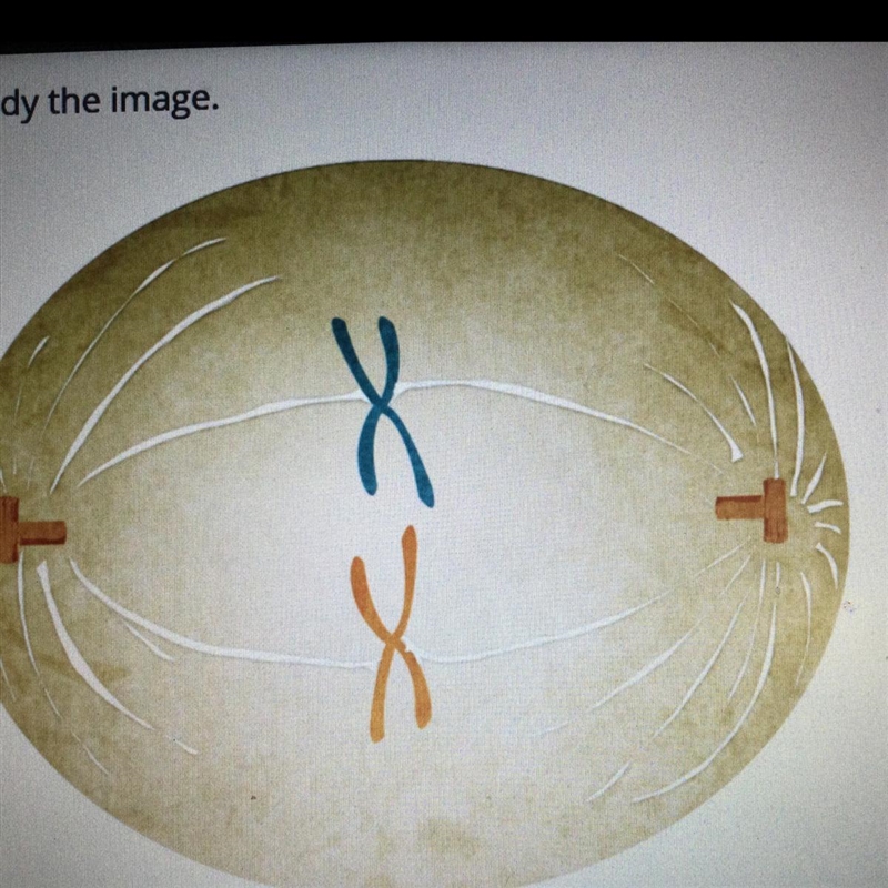 Which cell division phase is shown in the image? O telophase O anaphase O metaphase-example-1