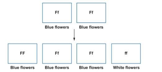 The diagram shows a cross that is similar to one of Mendel’s pea plant crosses. What-example-1