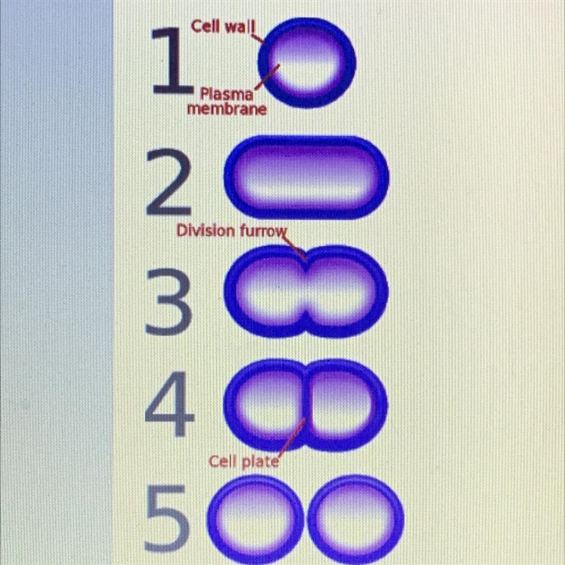 1. Reproduce and have offspring 2. maintain homeostasis 3. Respond to their environment-example-1