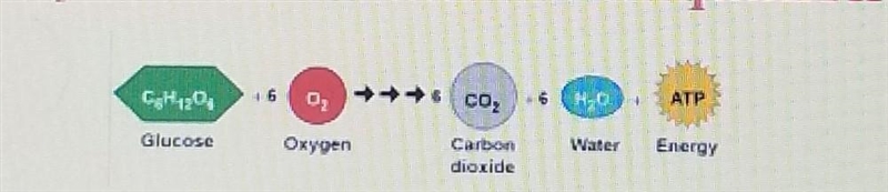 What do you notice about this equation?​-example-1