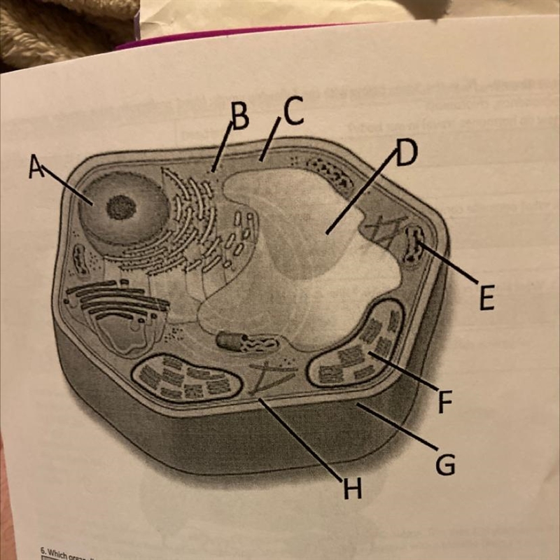 Which letter is the ribosome?-example-1