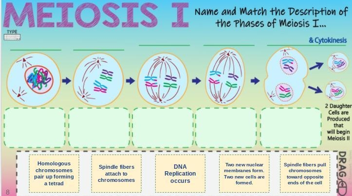 Name and match the description of the phases of meiosis 1-example-1