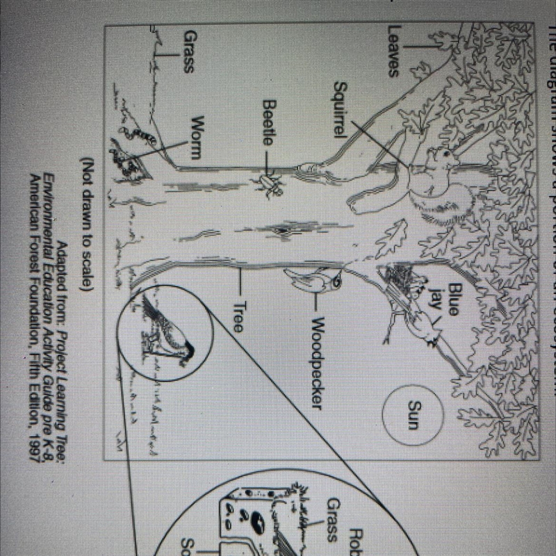 Identify one food chain in this ecosystem.-example-1