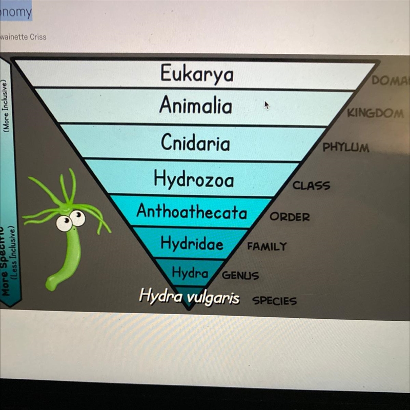 Each Taxonomy (category) gets less and less specific as they go further down the list-example-1