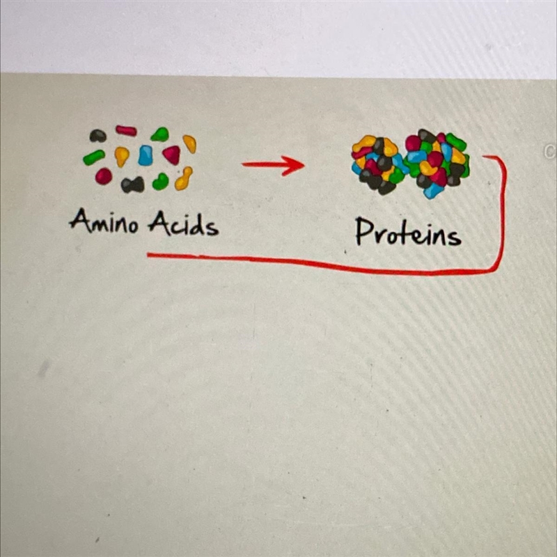 Amino acids build A. proteins B. monomers C. nucleic acids-example-1