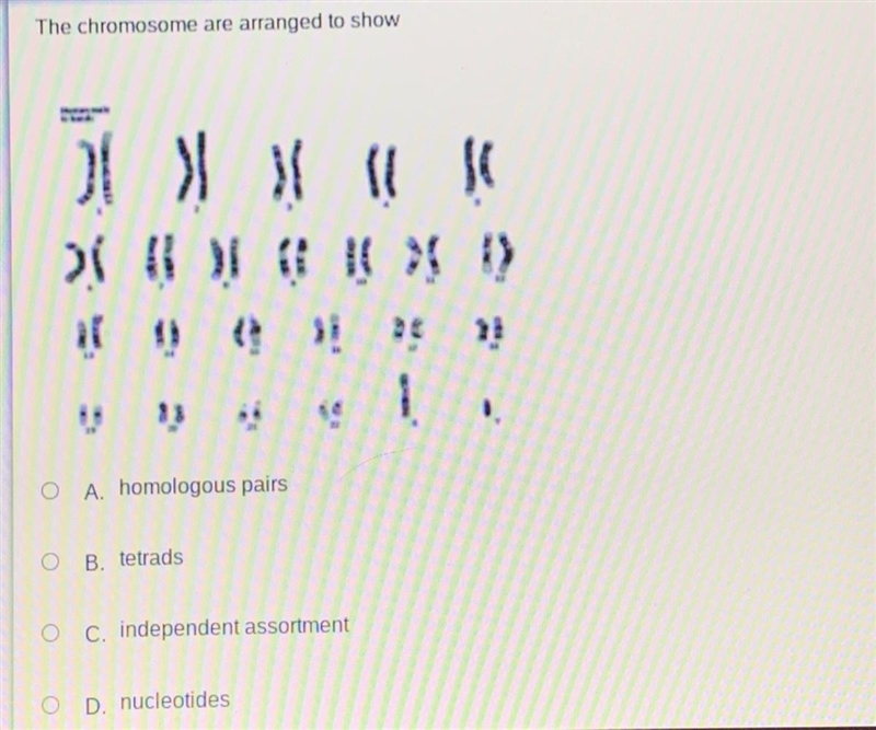 The chromosome are arranged to show ll 13 O A. homologous pairs O B. tetrads OC. independent-example-1