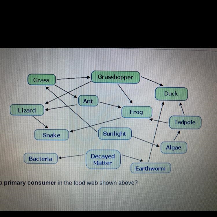 Which of the following is a primary consumer in the food web shown above? OA. bacteria-example-1