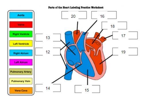 LABEL THE HEART 1-13 !-example-1