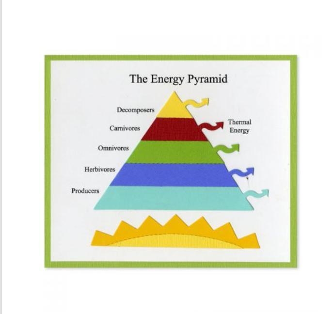 In a food chain/Energy pyramid. As energy moves from one organism to the next, only-example-1