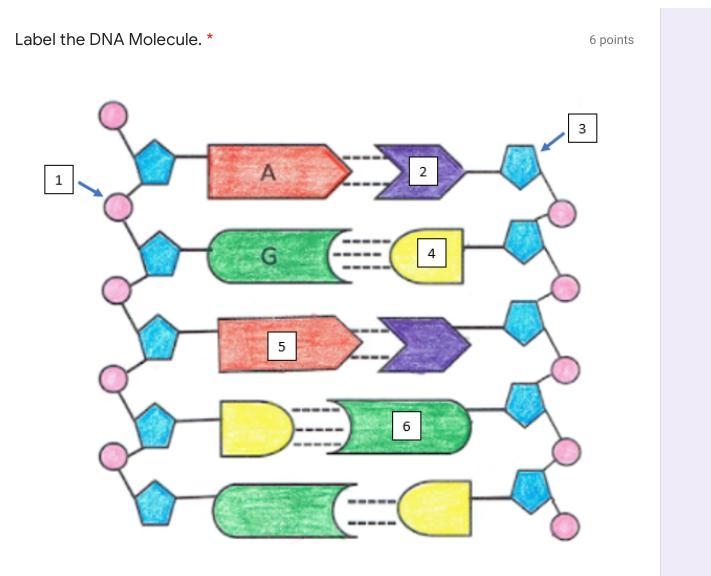 Lable the dna molecule FAST!-example-1