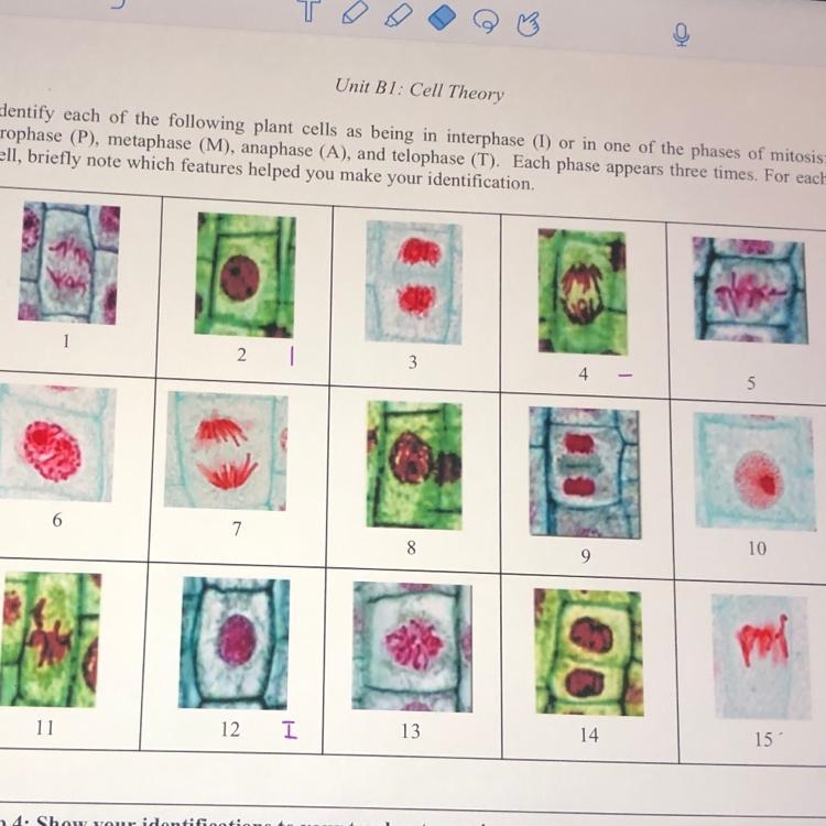 Can someone help me understand interphase, prophase, metaphase, anaphase, and telophase-example-1