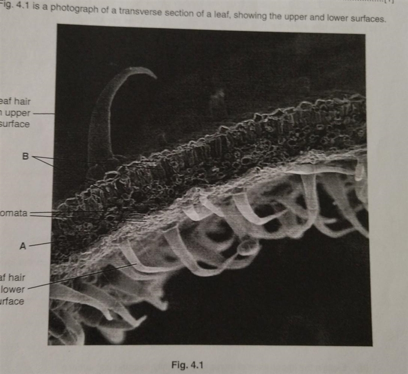 What is tissue A called? ​-example-1