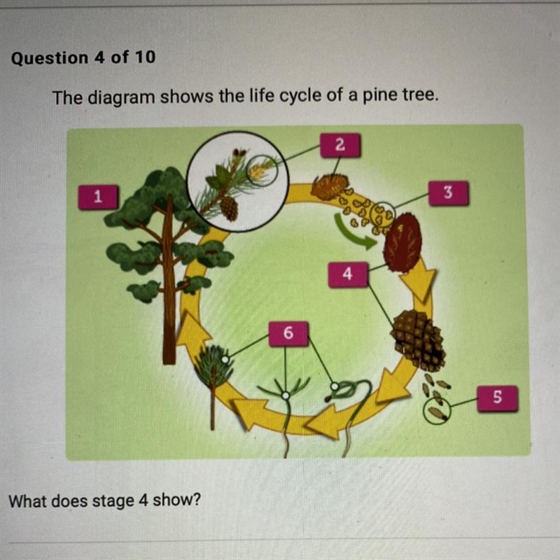 What does stage 4 show? A. A young female cone with fertilized eggs matures into a-example-1