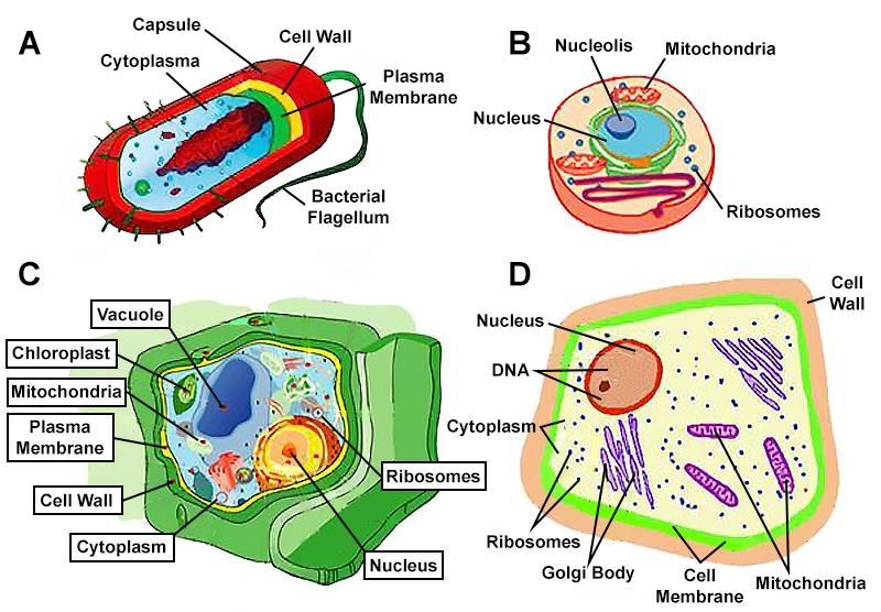 Cell Type Dichotomous Key 1a cell has a nucleus and organelles → go to step 2 1b cell-example-1