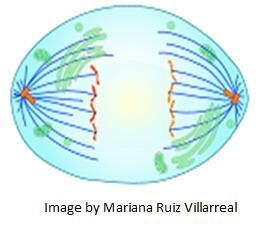 Which phase of mitosis is shown in the diagram? anaphase metaphase telophase prophase-example-1